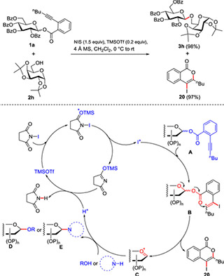 Glycosylation reaction promoted by TMSOTf Glycosylation reaction promoted by TMSOTf