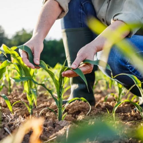 How Aluminum Sulfate Is Used to Lower Soil pH and Improve Plant Health