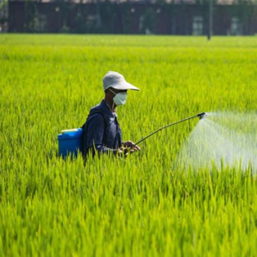 Chlorophenols in Agrochemical Synthesis | Chemical Intermediates | Aure Chemical